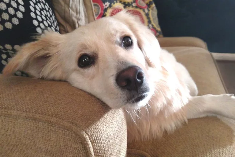 pies na kanapie 1280