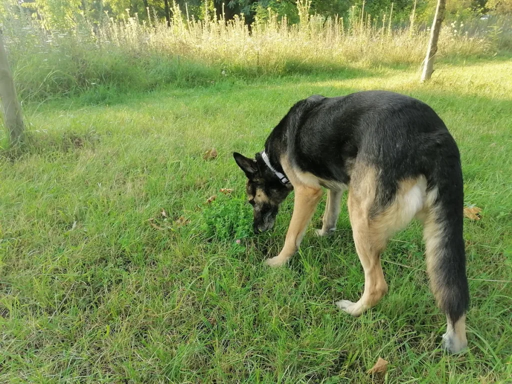 Protokół relaksacji dla psa jako element terapii nadmiernego pobudzenia